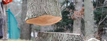 Best Tree Removal  in Social Circle, GA
